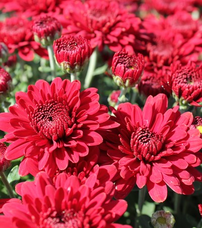 Belgian Mums® Lava Red